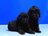 Mükemmel Kali̇tede Si̇yah Toy Poodle Yavru