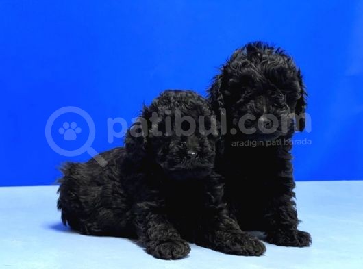 Mükemmel Kali̇tede Si̇yah Toy Poodle Yavru görsel