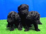 Si̇yah Toy Poodle Yavrusu