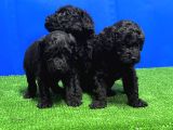 Si̇yah Toy Poodle Yavrusu