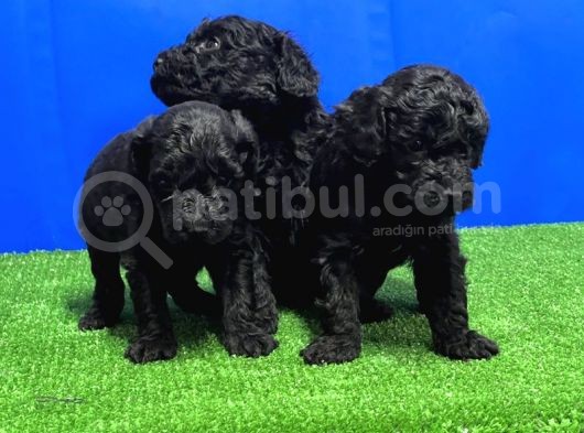 Si̇yah Toy Poodle Yavrusu görsel