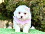 Safkan Maltese Terri̇er Yavru