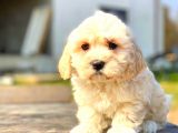 Mi̇ni̇ Boy Malti̇po Erkek
