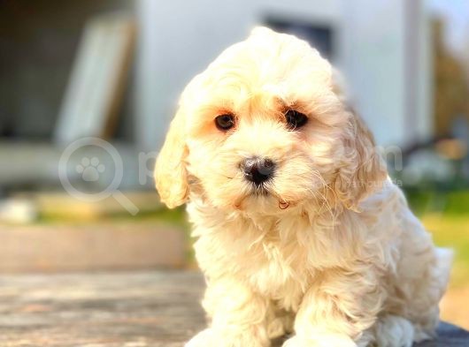 Mi̇ni̇ Boy Malti̇po Erkek görsel