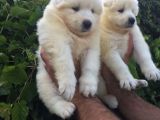Pamuk Gibi Samoyed Yavrularımız