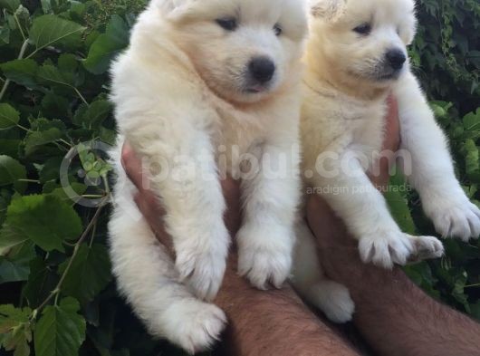Pamuk Gibi Samoyed Yavrularımız görsel