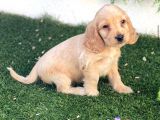 Renk Renk Kali̇te Cocker Yavrulari
