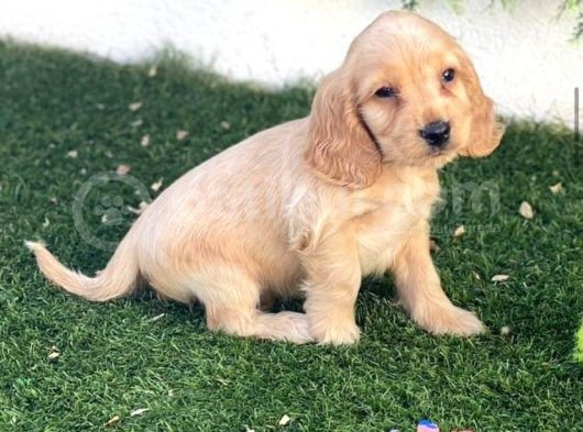 Renk Renk Kali̇te Cocker Yavrulari görsel