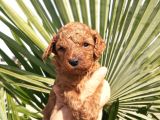 Muhteşem Toy Poodle Yavrularımız