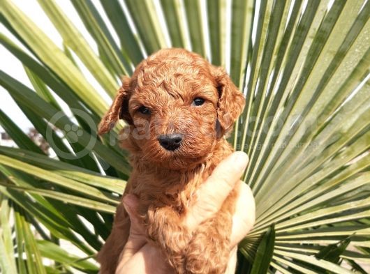 Muhteşem Toy Poodle Yavrularımız görsel