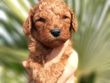 Muhteşem Toy Poodle Yavrularımız