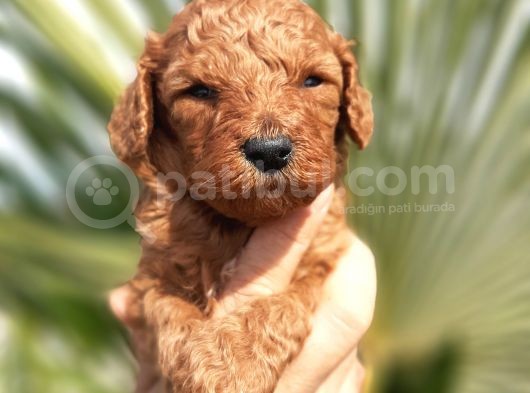 Muhteşem Toy Poodle Yavrularımız görsel