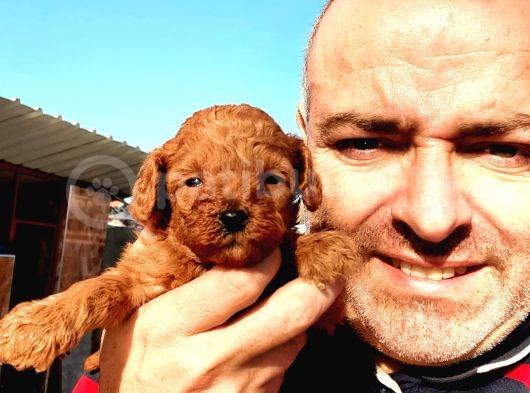Muhteşem Toy Poodle Yavrularımız görsel