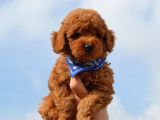Red Toy Poodle Yavrularımız