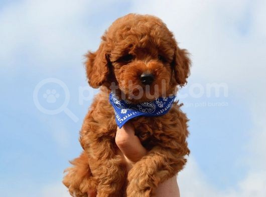 Red Toy Poodle Yavrularımız