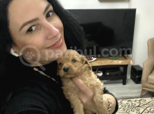 Maltipoo Yavrularım Sağlık Ve Irk Garantilidir görsel