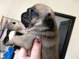 Pug Mops Kayisi Rengi̇ Di̇şi̇