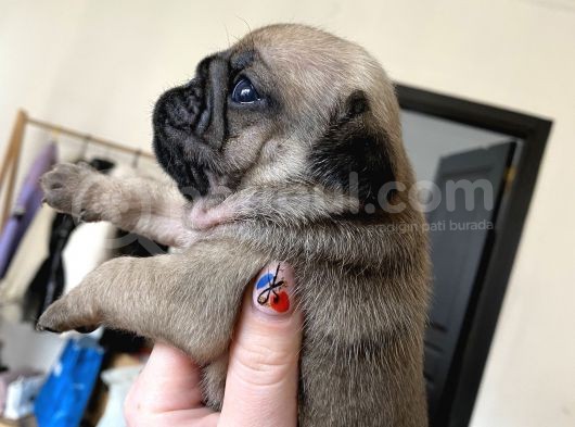 Pug Mops Kayisi Rengi̇ Di̇şi̇ görsel