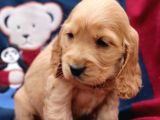 Baby Face Kali̇teli̇ Cocker Yavrulari