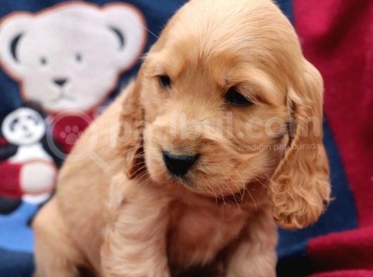Baby Face Kali̇teli̇ Cocker Yavrulari görsel