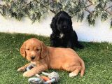 Renk Renk Kali̇te Cocker Yavrulari
