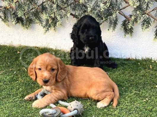 Renk Renk Kali̇te Cocker Yavrulari görsel