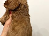 Maltipoo Yavrularım Sağlık Ve Irk Garantilidir