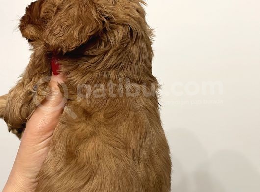 Maltipoo Yavrularım Sağlık Ve Irk Garantilidir görsel