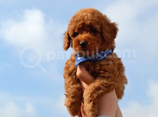 Red Toy Poodle Yavrularımız görsel