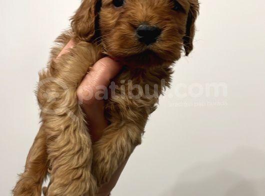 Maltipoo Yavrularım Sağlık Ve Irk Garantilidir görsel