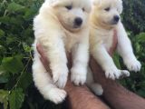 Pamuk Gibi Samoyed Yavrularımız