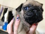 PUG MOPS KAYISI RENGİ DİŞİ