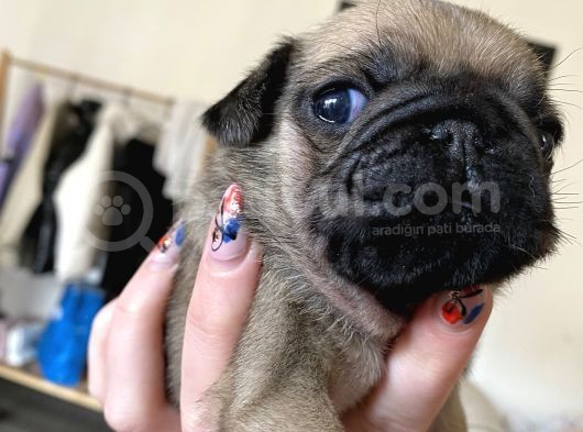 Pug Mops Kayisi Rengi̇ Di̇şi̇