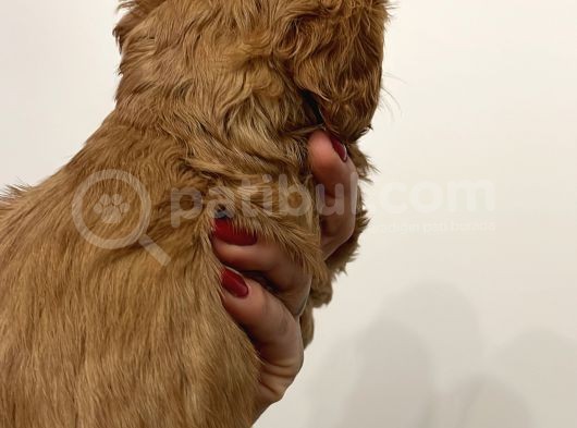 Maltipoo Yavrularım Sağlık Ve Irk Garantilidir görsel