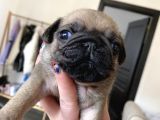 Pug Mops Kayisi Rengi̇ Di̇şi̇