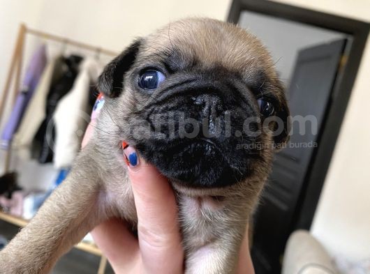 Pug Mops Kayisi Rengi̇ Di̇şi̇ görsel