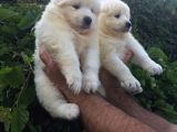 Pamuk Gibi Samoyed Yavrularımız