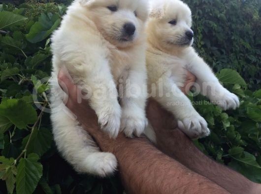 Pamuk Gibi Samoyed Yavrularımız görsel