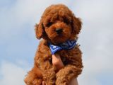 Red Toy Poodle Yavrularımız