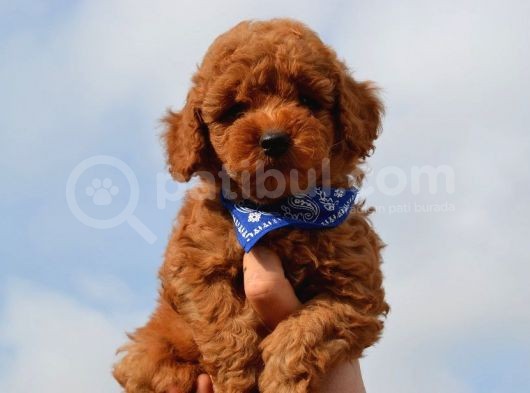 Red Toy Poodle Yavrularımız görsel