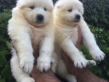 Pamuk Gibi Samoyed Yavrularımız