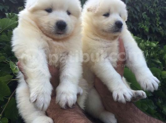 Pamuk Gibi Samoyed Yavrularımız görsel