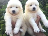 Pamuk Gibi Samoyed Yavrularımız