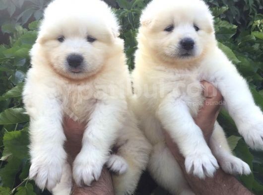 Pamuk Gibi Samoyed Yavrularımız görsel
