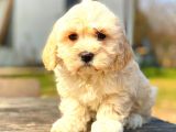 MİNİ BOY MALTİPO ERKEK