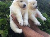 Pamuk Gibi Samoyed Yavrularımız