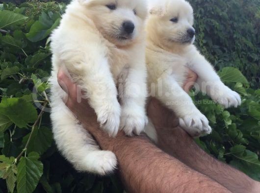 Pamuk Gibi Samoyed Yavrularımız görsel