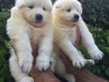 Pamuk gibi samoyed yavrularımız