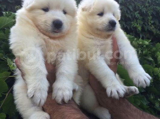 Pamuk Gibi Samoyed Yavrularımız