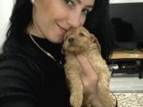Maltipoo Yavrularım Sağlık Ve Irk Garantilidir